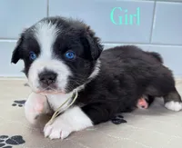 MintChip, a female Miniature Australian Shepherd for sale in Newberry, FL – 2 of 5