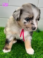 Pinky, a female Australian Shepherd for sale in Newberry, FL – Photo 4 of 6