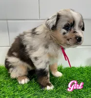 Pinky, a female Australian Shepherd for sale in Newberry, FL – Photo 3 of 6