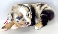 Pinky, a female Australian Shepherd for sale in Newberry, FL – Photo 6 of 6