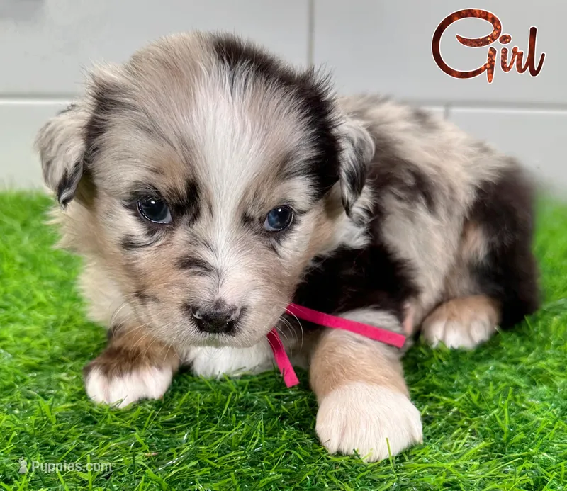 Pinky – Australian Shepherd puppy for sale in Newberry, FL