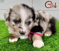 Pinky, a female Australian Shepherd for sale in Newberry, FL – Photo 1 of 6