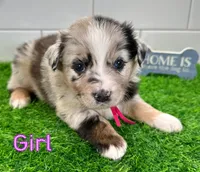 Pinky, a female Australian Shepherd for sale in Newberry, FL – Photo 2 of 6