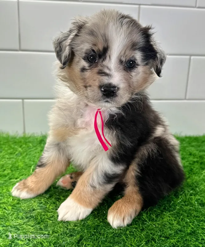 Pinky – Australian Shepherd puppy for sale in Newberry, FL