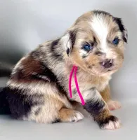 Pinky, a female Australian Shepherd for sale in Newberry, FL – Photo 5 of 6
