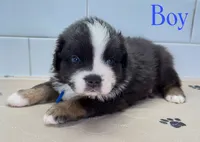BlueBoy, a male Miniature Australian Shepherd for sale in Newberry, FL – 4 of 4
