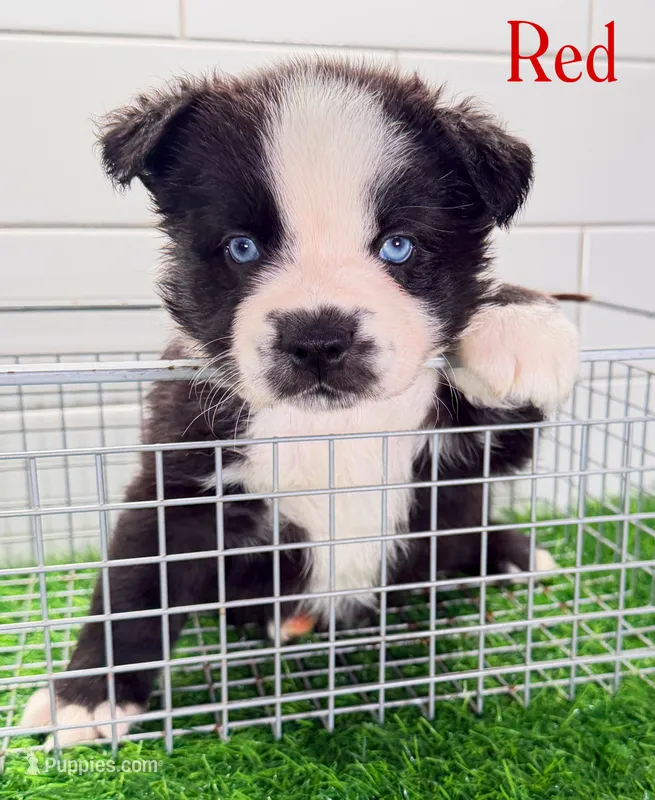 Red – Miniature Australian Shepherd puppy for sale in Newberry, FL