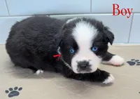 Red, a male Miniature Australian Shepherd for sale in Newberry, FL – 3 of 4