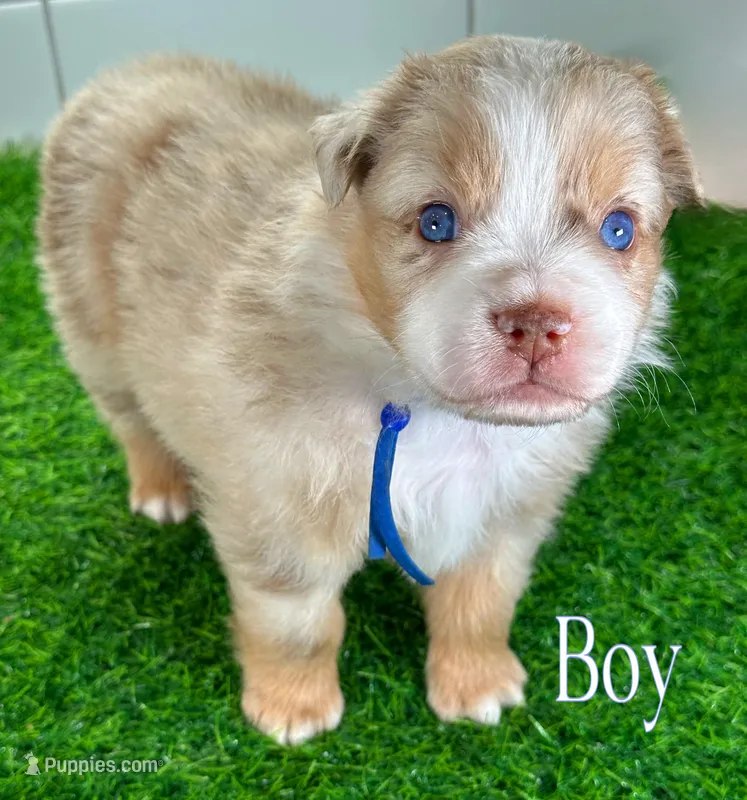 Captain America – Australian Shepherd puppy for sale in Newberry, FL