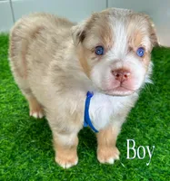 Captain America, a male Australian Shepherd for sale in Newberry, FL – Photo 1 of 5