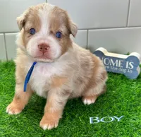 Captain America, a male Australian Shepherd for sale in Newberry, FL – Photo 3 of 5