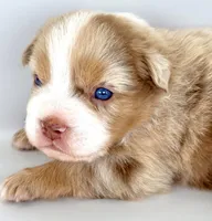 Captain America, a male Australian Shepherd for sale in Newberry, FL – Photo 4 of 5