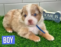 Captain America, a male Australian Shepherd for sale in Newberry, FL – Photo 2 of 5