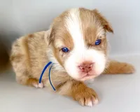 Captain America, a male Australian Shepherd for sale in Newberry, FL – Photo 5 of 5