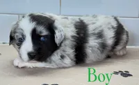 GreenBean, a male Miniature Australian Shepherd for sale in Newberry, FL – 3 of 6
