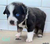 MintChip, a female Miniature Australian Shepherd for sale in Newberry, FL – 4 of 5