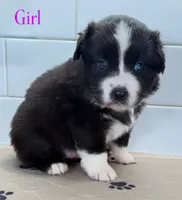 Pinky, a female Miniature Australian Shepherd for sale in Newberry, FL – 2 of 5