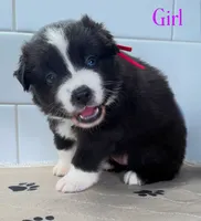 Pinky, a female Miniature Australian Shepherd for sale in Newberry, FL – 3 of 5