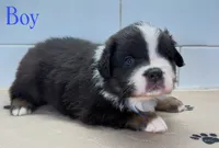 BlueBoy, a male Miniature Australian Shepherd for sale in Newberry, FL – 3 of 4