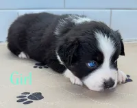MintChip, a female Miniature Australian Shepherd for sale in Newberry, FL – 5 of 5