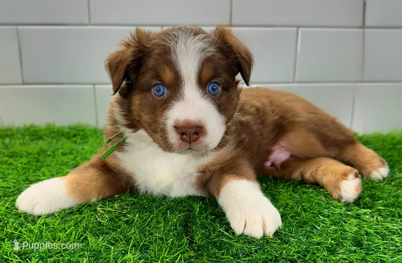 Hulky – Australian Shepherd puppy for sale in Newberry, FL