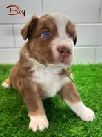 Hulky, a male Australian Shepherd for sale in Newberry, FL – Photo 3 of 6