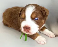 Hulky, a male Australian Shepherd for sale in Newberry, FL – Photo 6 of 6