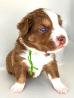 Hulky, a male Australian Shepherd for sale in Newberry, FL – Photo 5 of 6