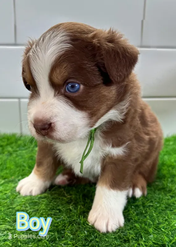 Hulky – Australian Shepherd puppy for sale in Newberry, FL