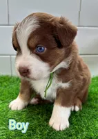 Hulky, a male Australian Shepherd for sale in Newberry, FL – Photo 1 of 6