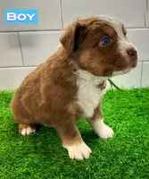 Hulky, a male Australian Shepherd for sale in Newberry, FL – Photo 4 of 6
