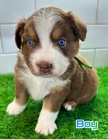 Hulky, a male Australian Shepherd for sale in Newberry, FL – Photo 2 of 6