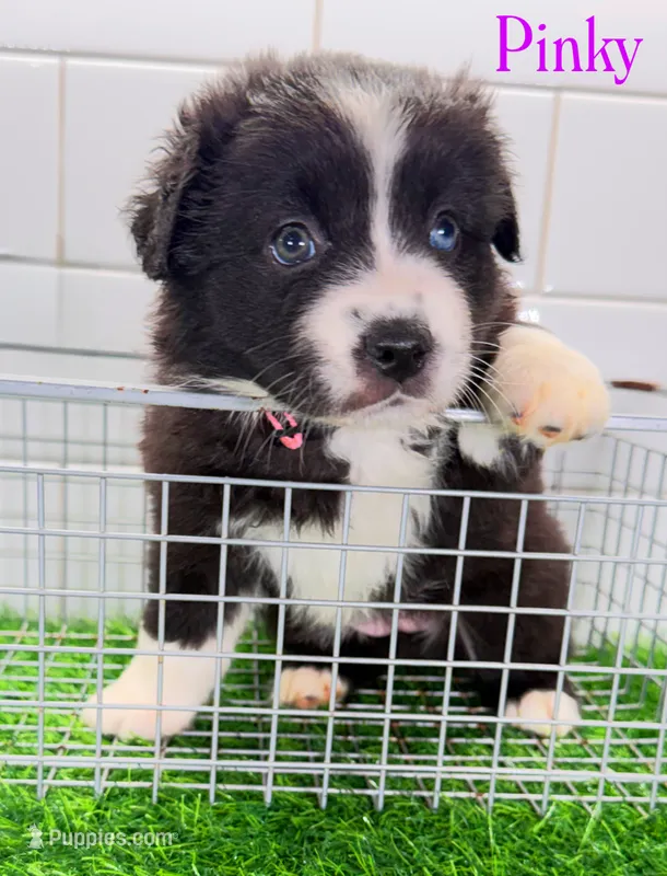 Pinky – Miniature Australian Shepherd puppy for sale in Newberry, FL