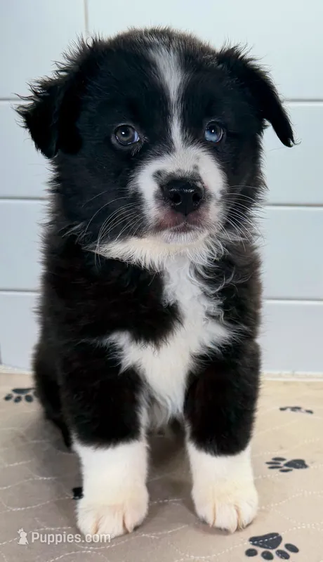 Pinky – Miniature Australian Shepherd puppy for sale in Newberry, FL