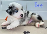 Orange, a male Miniature Australian Shepherd for sale in Newberry, FL – 3 of 4