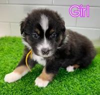 Daisy, a female Australian Shepherd for sale in Newberry, FL – Photo 3 of 6