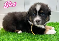 Daisy, a female Australian Shepherd for sale in Newberry, FL – Photo 2 of 6