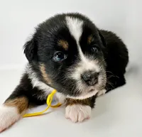 Daisy, a female Australian Shepherd for sale in Newberry, FL – Photo 6 of 6