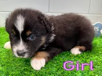 Daisy, a female Australian Shepherd for sale in Newberry, FL – Photo 4 of 6