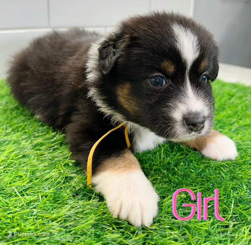 Daisy – Australian Shepherd puppy for sale in Newberry, FL