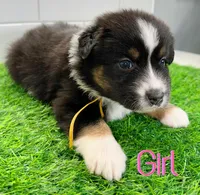 Daisy, a female Australian Shepherd for sale in Newberry, FL – Photo 1 of 6