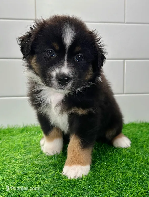Daisy – Australian Shepherd puppy for sale in Newberry, FL