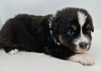 Daisy, a female Australian Shepherd for sale in Newberry, FL – Photo 5 of 6