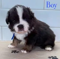 BlueBoy, a male Miniature Australian Shepherd for sale in Newberry, FL – 1 of 4