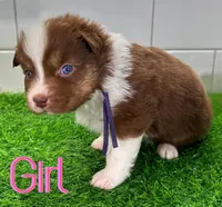 Ginger Snap, a female Australian Shepherd for sale in Newberry, FL – Photo 2 of 4