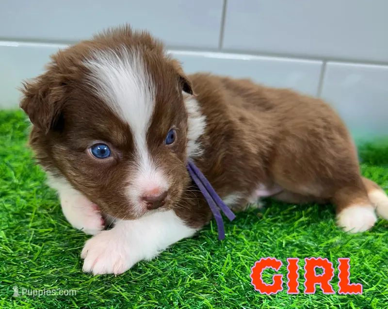 Ginger Snap – Australian Shepherd puppy for sale in Newberry, FL