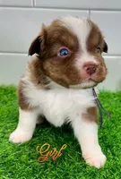 Ginger Snap, a female Australian Shepherd for sale in Newberry, FL – Photo 3 of 4
