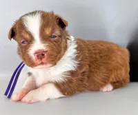 Ginger Snap, a female Australian Shepherd for sale in Newberry, FL – Photo 4 of 4
