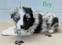 GreenBean, a male Miniature Australian Shepherd for sale in Newberry, FL – 4 of 6
