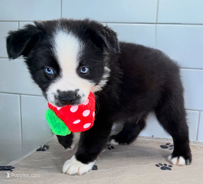 Red – Miniature Australian Shepherd puppy for sale in Newberry, FL